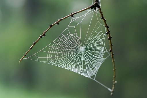 remarriage trap pic